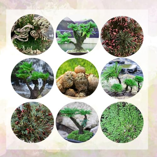 6 pcs rose von jericho echte Zwiebeln, indoor plants for living room, winterharte stauden dauerblüher Selaginella tamariscina Knollen - blumen balkon seltene pflanzen deko pflanzen