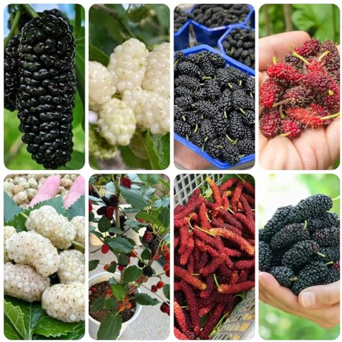 maulbeerbaum winterhart samen - maulbeeren - obstbäume, winterharte pflanzen für garten maulbeere samen bio saatgut, alte sorten saatgut winterharte kübelpflanzen, baum deko obst 100pcs