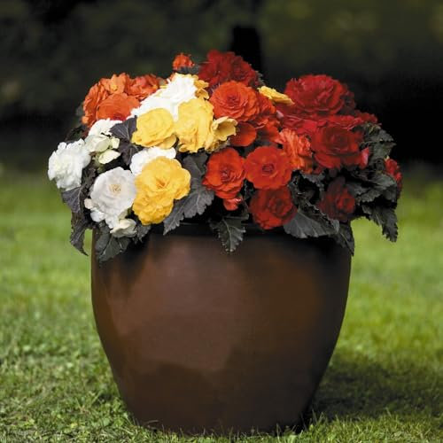 PREMIER SEEDS DIRECT - Begonia Tuberous Seeds - Non Stop Mocca F1 - Mixed (150 Pellets)