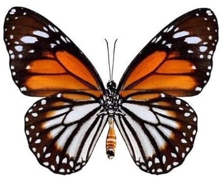 adrium Acryl-Bild 40 x 40 cm: Weißer Tiger-Schmetterling Unteres Flügelprofil in natürlicher Farbe isoliert auf weißem Hintergrund (150292376)