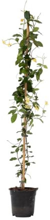 Plant in a Box - Trachelospermum jasminoides 'Star der Toskana' - Jasmin XL - Winterharte Kletterpflanze - Topf 17cm - Höhe 110-120cm
