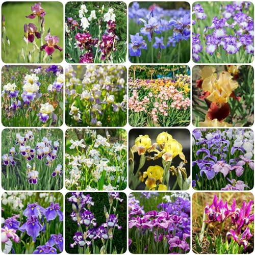 12 pcs schwertlilie schwertlilien zwiebeln - pflanztopf zimmerbonsai bonsai blumenzwiebel zwiebeln, zwiebeln bodendecker pflanzen winterhart plant winterfeste pflanzen für