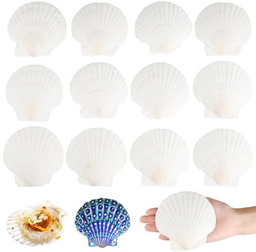 JIANGZHIB Große Natürliche Muschelschalen, 12 Stück Jakobsmuscheln deko, Weiße muscheln 10-11cm für Küche Dekoration, Muscheln zum Basteln, Muschel BH, DIY Muscheln zum Bemalen