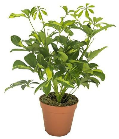 Strahlenaralie – Schefflera Gerda – Zimmerpflanze – Ø13cm – ca. 35cm hoch – pflegeleichte luftreinigende Grünpflanze für Innenräume