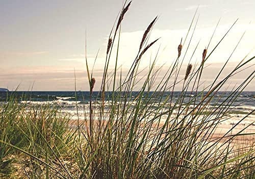 Forwall - Vlies Fototapete Gras Dünen Strand Meer Ostsee Natur Landschaft 368x254 cm - Fototapeten - Tapeten - für Wohnzimmer Schlafzimmer - Vliestapete Wandtapete Tapete 3D Effekt- inkl. Kleister