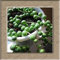 Perles de perles Chlorophytum, Hanging Tipo di Chlorophytum, Spider Semi in vaso semi in vaso assorbire la formaldeide 100 semi:Seeds only