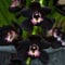 50 Stück Orchideen Samen, Phalaenopsis Samen für Garten und Balkon,Ideale Garten Pflanzen, Balkon Pflanzen (Schwarz Phalaenopsis Samen)
