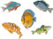 Smarts-Art 5 X Tropical Fish Stickers Tiles Bathroom Bedroom Setf4