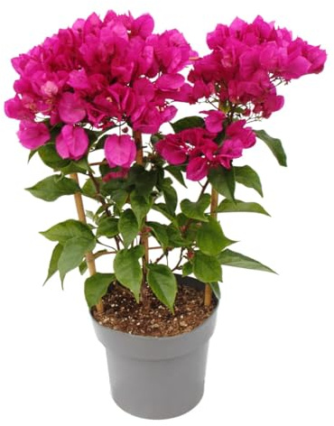 Exotenherz Bougainvillea Dark Violett - Drillingsblume - besondere Sorte am Spalier - 19cm Topf - 60cm - dunkles violett
