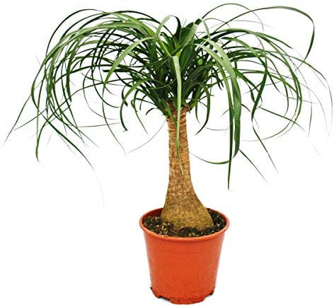 Elephant Foot - room plant - approx. 35cm