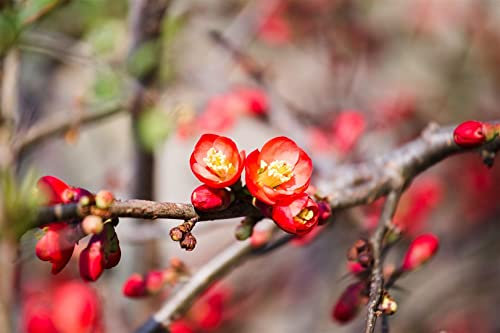 Chaenomeles 'Fire Dance' 40-60 cm - Zierquitte, leuchtend rote Blüten, Blütezeit März-April, ideal für Hecken und Rabatten, pflegeleicht und winterhart