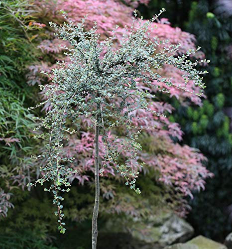 Hochstamm Zwergmispel Radicans 100-125cm - Cotoneaster dammeri - lebende Pflanzen aus der Baumschule
