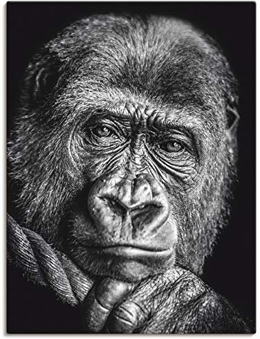 ARTLAND Wanddeko Leinwand Bilder Wandbild 60x80 cm Gorilla Porträt Tiere Affe Asien Schwarz Weiß Modern Kunst Q7MN