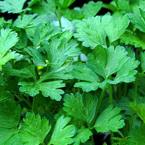 Welldales 50 Italian Giant Parsley Seeds Leafy Green Aromatic Herb Seed Pack