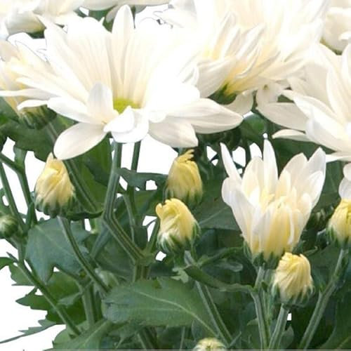 Crisantemo Flor Natural Ideal para Decoración