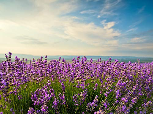 wandmotiv24 Fototapete Lavendel Größe: 350 x 260 cm Wandbild, Motivtapete, Vliestapete KTk411