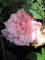 Baumschule Pflanzenvielfalt Kletterrose Albertine® - Rosa Albertine® - Hellrosa - Duft++++ - Ramblerrose