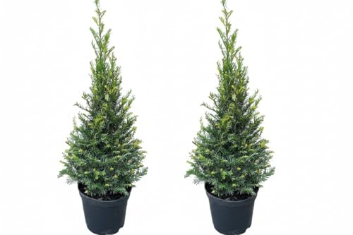 Taxus baccata Kegel 80–90 cm – 2 Stück Immergrüne Eibe | Winterhart, Schnittverträglich, Ideal für Hauseingang, Ideal für Terrasse, Ideal für Garten