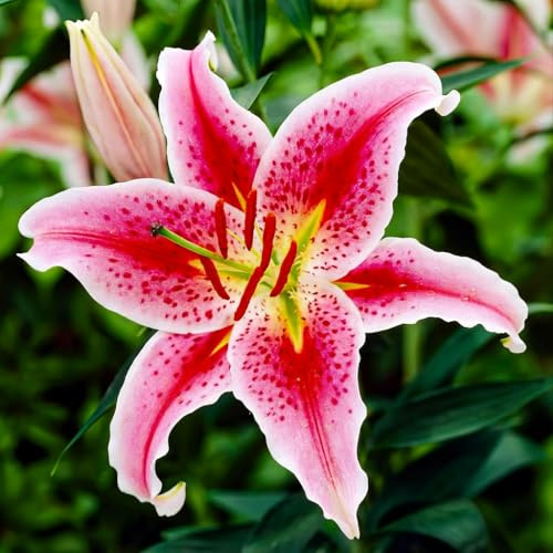 Lilien Zwiebeln Winterhart Mehrjährig - Star Gazer orientalische