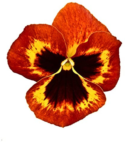 Pansy Plants, Pansy 'Fire Surprise', 20 x Full Plant Pack, Winter Bedding Plants, Winter Pansies, Garden Flowers, Flowering, Garden Ready and Ready to Plant, Premium Quality Flowers