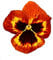 Pansy Plants - 'Fire Surprise' - 20 x Full Plant Pack - Pansies - Garden Ready - Ready to Plant - Premium Quality Bedding Plants