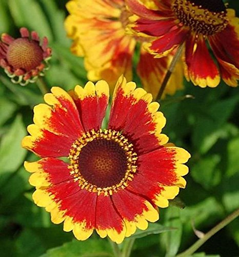 Sonnenbraut Biedermeier - Helenium cultorum - lebende Gartenpflanze aus den Baumschulen