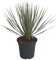 Trendyplants - Yucca Rostrata - Hardy - Plante de jardin - Hauteur 40-60 cm - Taille du pot Ø21cm