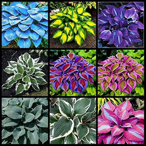 Rizoma hosta.Pianta perenne, sempreverde e resistente. Hosta pianta.Bulbi di Hosta.Fiori perenni.-10 Rizoma-A