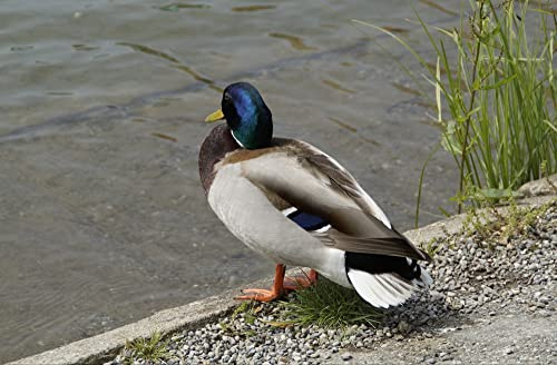 hansepuzzle 36505 - Ente Puzzle 500 Teile - Tierwelt-Puzzle mit hochwertiger Aufbewahrung: Kartonbox und wiederverschließbarem Beutel - Puzzle-Maße: 46 x 30 cm