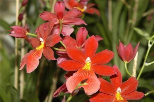 1 blühfähige Orchidee der Sorte: Burrageara nelly Isler, 9cm Topf