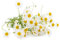 500+ BIOLOGICO tedesco camomilla semi di fiori Herb Heirloom NON-OGM fragrante