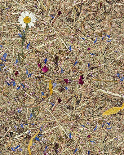 Wallface Wandverkleidung Natur Dekor AL-11005 ALPINE POTPOURRI selbstklebende Tapete strukturiert mit echten unbehandelten alpinen Blumen und Gräsern matt braun blau pink 4,15 m2