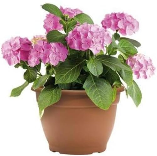 Green Path Thornton Pot de fleurs en plastique Terre cuite 4 l 22 cm