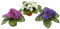 Flair Flower Künstliche Blumen Veilchen im Topf Blüten Alpenblume Kunstblume Seidenblume Zimmerpflanze Pflanze 3er Set, Weiß, Lavender, Violett, 16 x 16 x 15 cm, 020474VAR