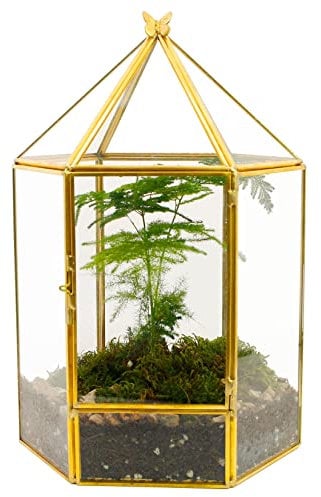 ElegantLife Geometrisches Terrarium aus Glas für Sukkulenten und Luftpflanzen (Keine Pflanze im Lieferumfang enthalten)