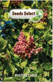 Semi di Pistacchio da Semina, Bustina per Giardinaggio