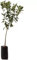 Pianta Limone 4 Stagioni H 140-180cm in fitocella - Pianta di Agrumi Vera da Frutto