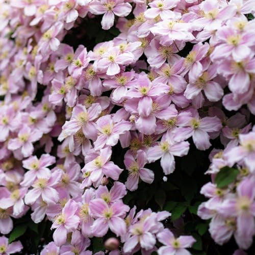 Hardy Clematis Montana 'Pink Perfection' - Fragrant Pink Flowers - Fast-Growing Climber for Walls and Fences – 1x 3 Litre Pot by Thompson and Morgan