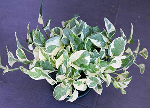 Portal Cool Pothos N'Joy Talea Epipremnum Odendron Room Fresh Cut:Seeds Only