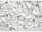 murando - Fotomurales 500x280 cm Papel pintado tejido no tejido Decoración de Pared decorativos Murales moderna Diseno Fotográfico Hojas blanco f-B-0058-a-a