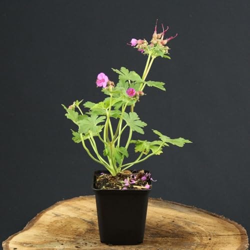 3 Stück Geranium macrorrhizum von INTRAGARTEN | Balkan Storchschnabel lila-rosa | winterharter Bodendecker im 9cm Topf