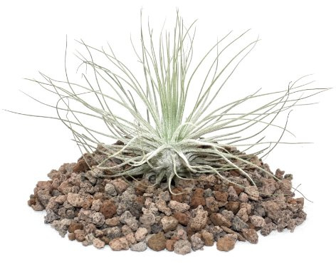 Exotenherz - Tillandsia magnusiana - lose Pflanze