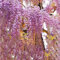 30 pcs Blauregen Pflanze Winterhart Samen, Glyzinie Blumenwiese Samen Mehrjährig, Hochbeete Für Garten (Wisteria sinensis) Bienenfreundliche Blumensamen, Garten Geschenk Blumen Balkon,