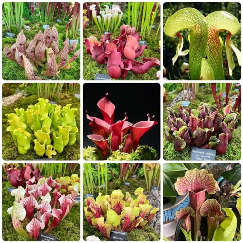 100 PC Semillas de Sarracenia purpurea - plantas carnívoras - plantas suculentas reales, semillas carnívoras, plantas de jardín, variedades antiguas de semillas, plantas de balcón,
