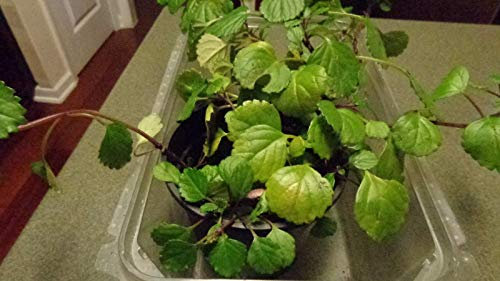 GERMINAZIONE DEI SEMI: pinte che faranno funzionare un vaso di edera svedese (Australis Plectranthus)