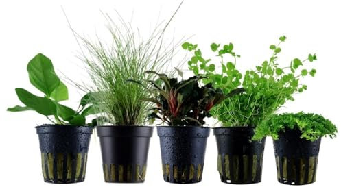 AquaOne Aquarium Pflanzen I 5X Wasserpflanzen I Vordergrund Aquarienpflanzen I Alternanthera Lilaeopsis Helanthium Micranthemum I Set mit 5 Vordergrundpflanzen