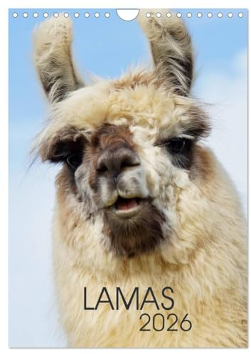 LAMAS (Wandkalender 2026 DIN A4 hoch), CALVENDO Monatskalender: Mit Lamas durchs ganze Jahr (CALVENDO Tiere)