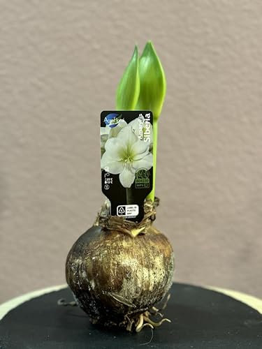 Amaryllis Zwiebel, 1 Blumenzwiebel groß - Exklusive Blumenzwiebeln Amarillis - Echte Pflanzen- Hippeastrum Zwiebeln (keine Samen und nicht künstlich) Siberia