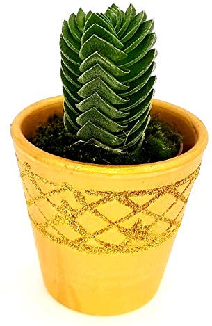 POWERS TO FLOWERS - CRASSULA BUDDHA'S TEMPLE VASO CERAMICA ORO pianta vera