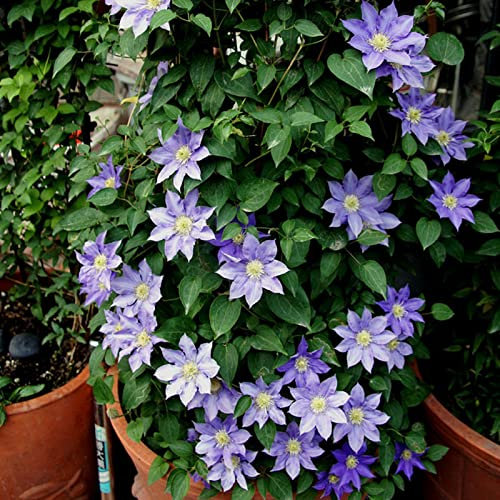 PERZOE 25 Stücke Blaue Clematis Samen Bonsai Topfpflanze Samen Klettergarten Pflanze Zierblumensamen Saatgut